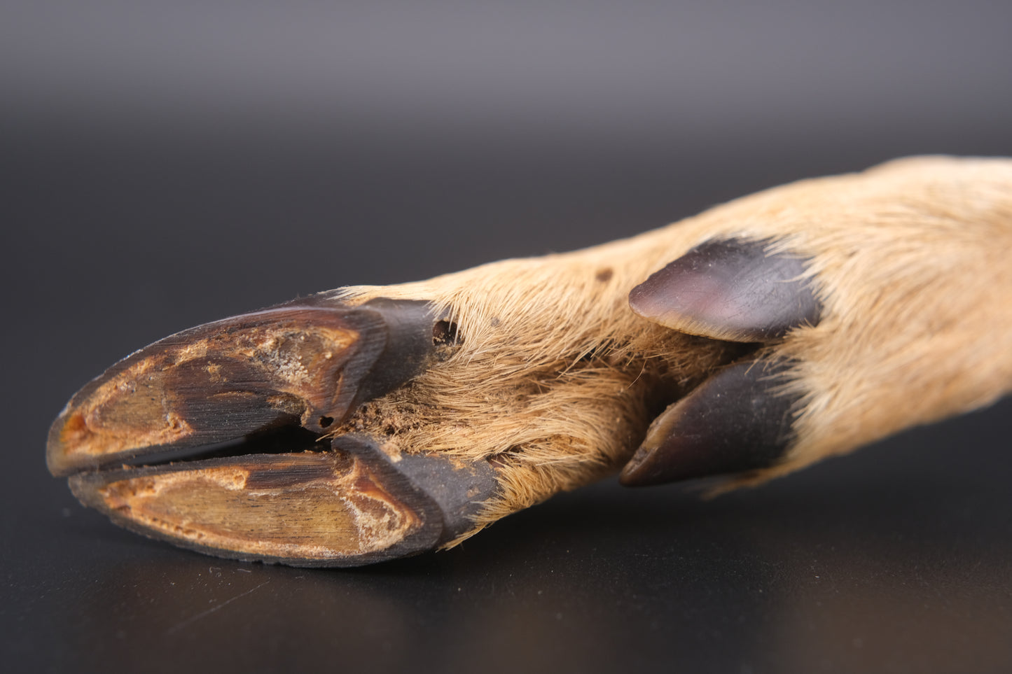 Vintage Deer Hoof Bottle Opener – Rustic Taxidermy Handle – 8" Lodge Bar Tool – Good Luck Gift for New Home or Man Cave